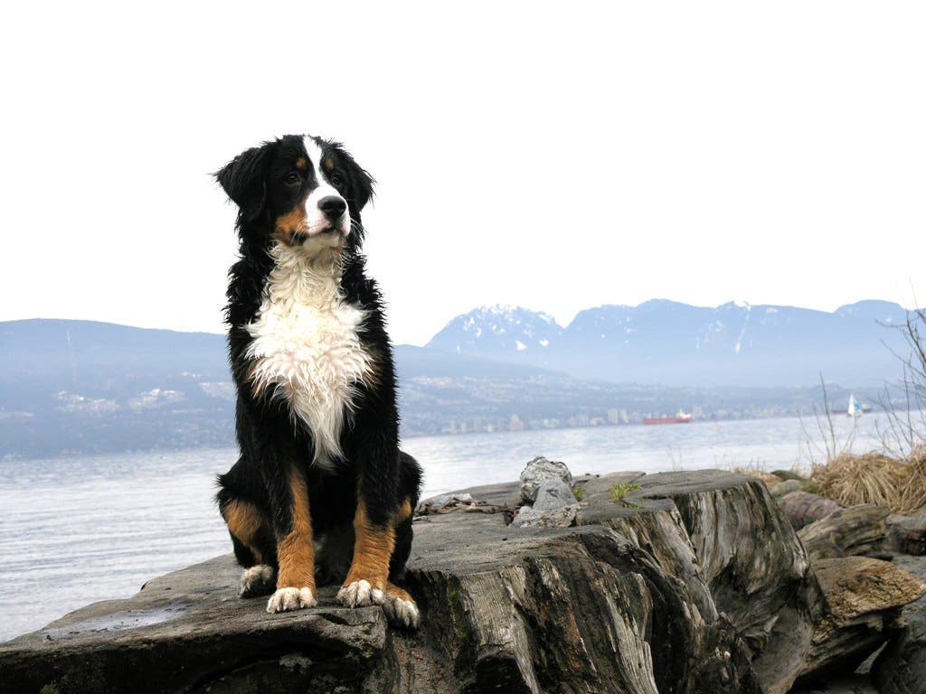 Bernese Mountain Dog Best outdoor dog breeds bernese mountain dog