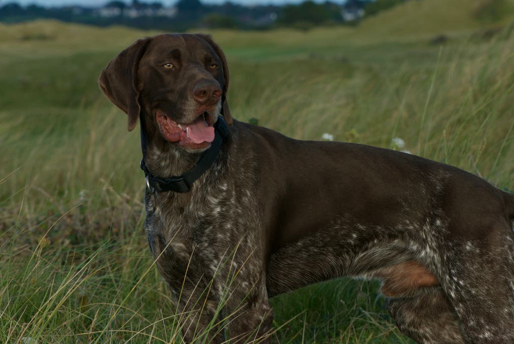 German Shorthaired Pointer best outdoor dog breeds german shorthaired pointer