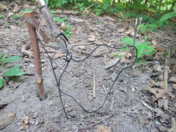 Headphone wires can also be used to fashion a small game snare.