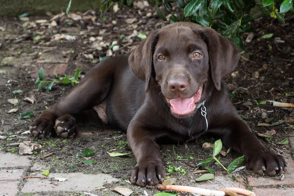 Best outdoor dog breeds labrador retriever