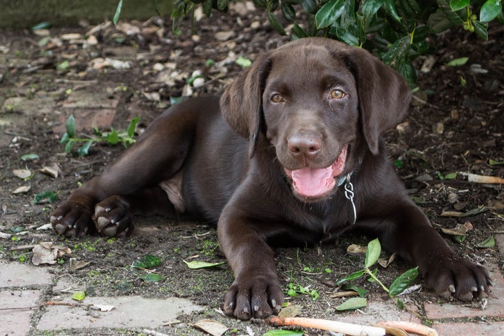Labrador Retriever Best outdoor dog breeds labrador retriever