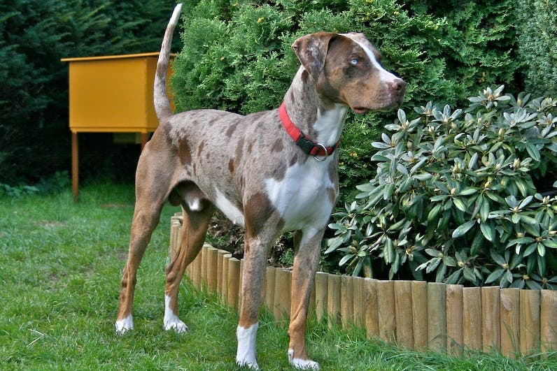 Best outdoor dog breeds Louisiana Catahoula leopard dog
