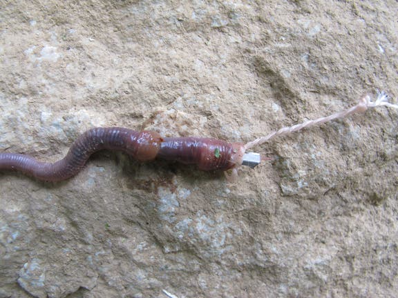 This slide shows a homemade gorge (it lodges inside the mouth of a fish) baited with a worm and ready to go.