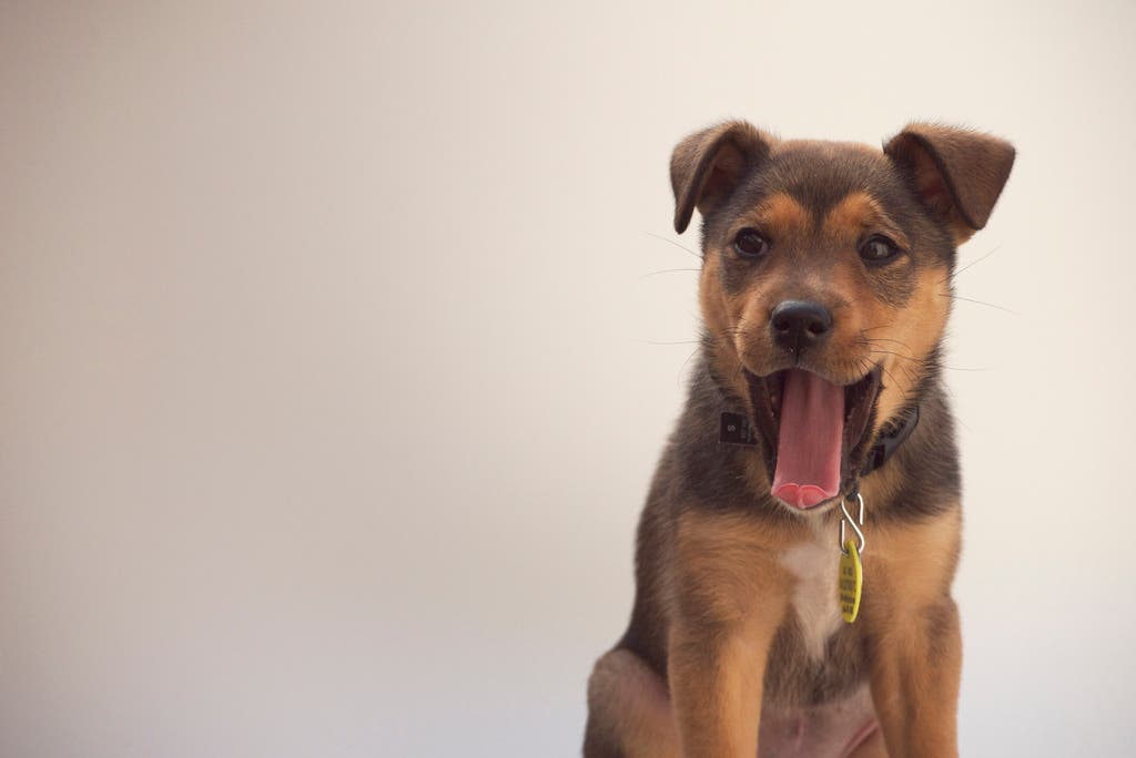 Best outdoor dog breeds mixed breed