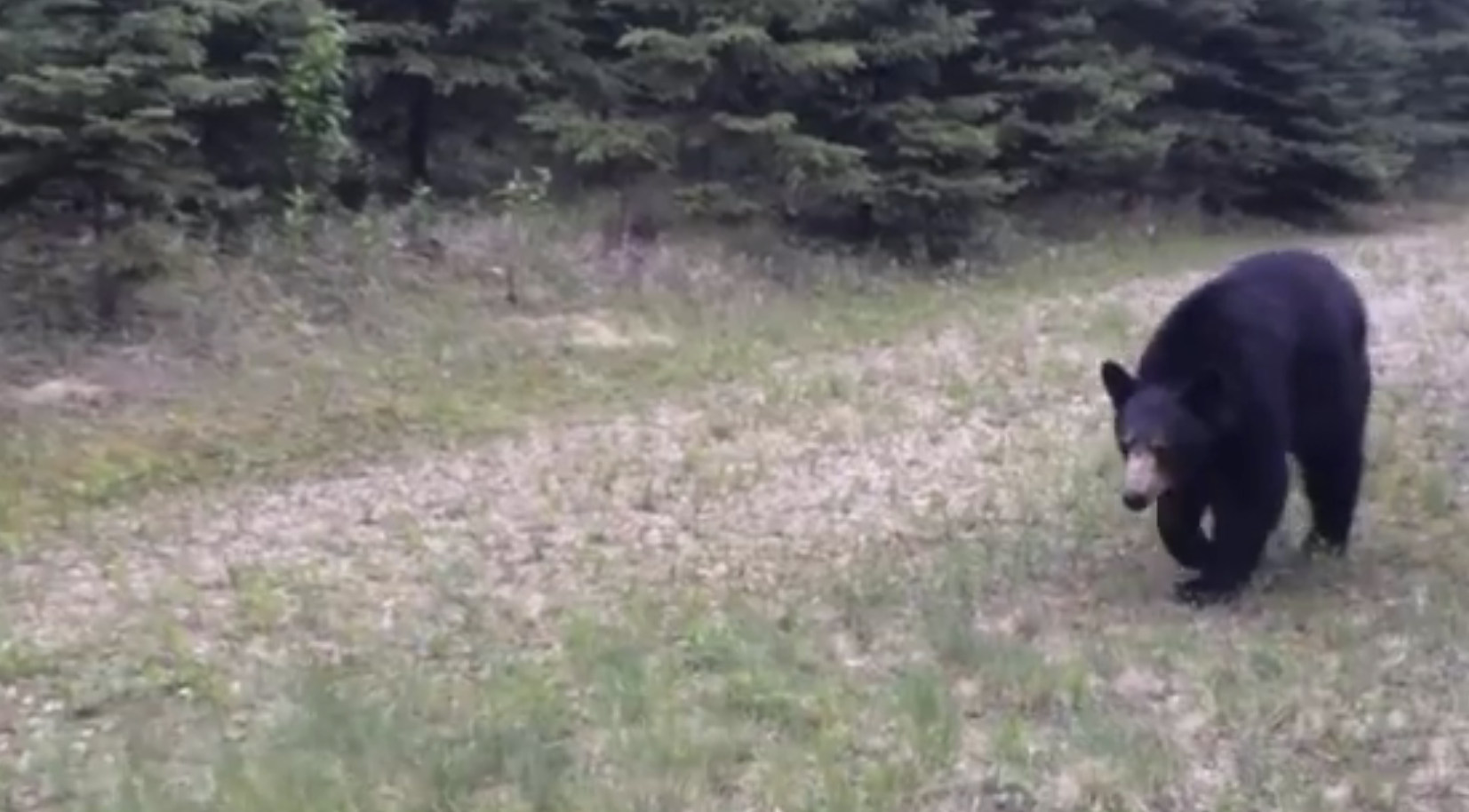 News_BearTrailRun image: YouTube