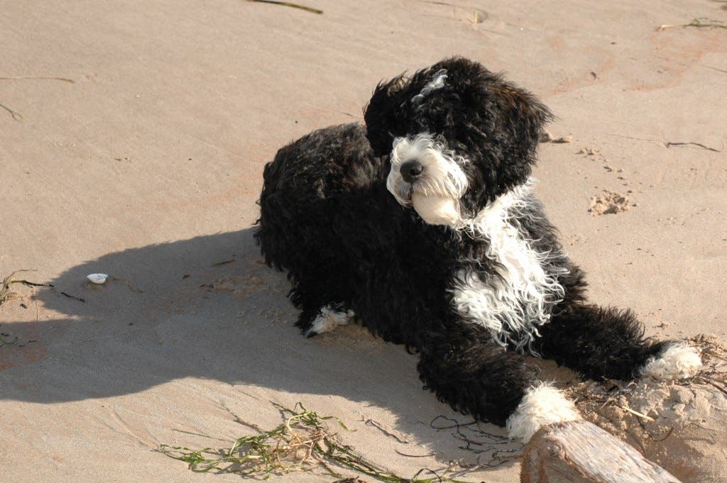 Portuguese Water Dog best outdoor dog breeds portuguese water dog
