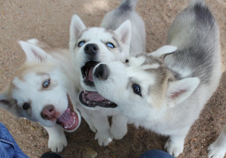 Siberian Husky Best outdoor dog breeds siberian husky