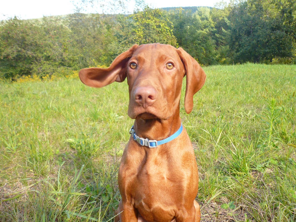 Vizsla Best outdoor dog breeds Vizsla