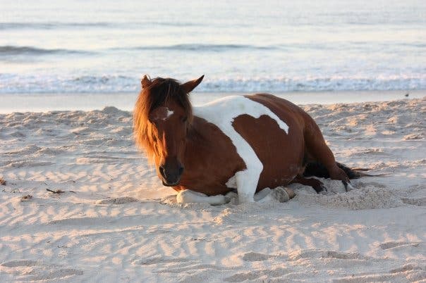 Assateague State Park, Maryland itch your tent on the beaches of Assateague Island and go wild mustang watching. These ponies are adorable and even wander into campsites sometimes,…