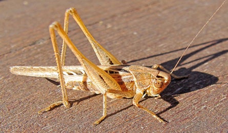 "image: K Schneider/Flickr"