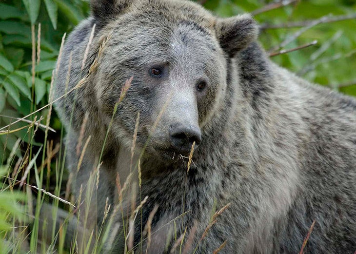 grizzly bear image: USFWS/Wikimedia