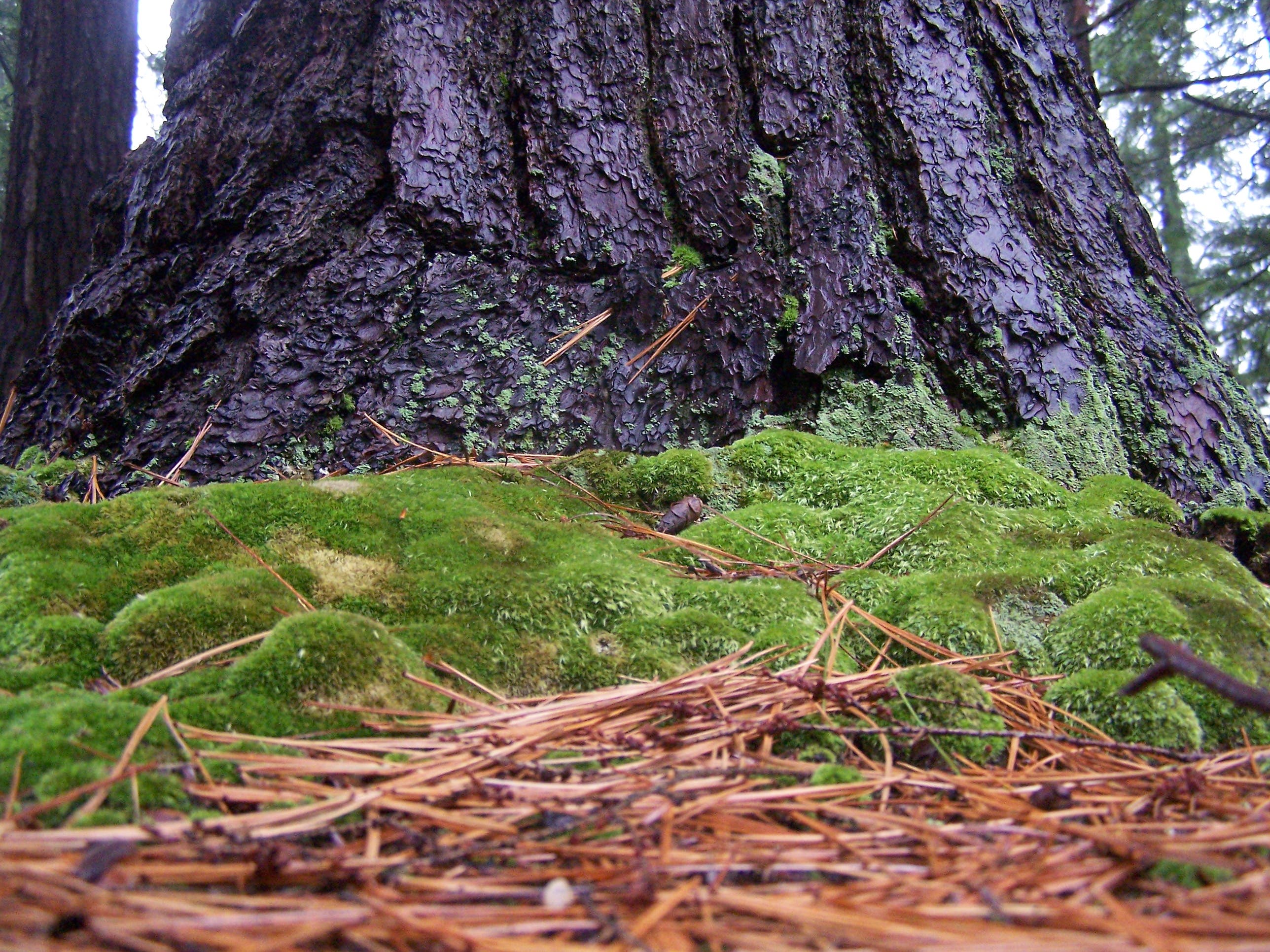 Keep cool on a leaf-lined path while walking to the sounds of the bubbling Minister Creek. A 6.4 mile loop track within the Allegheny National Forest…