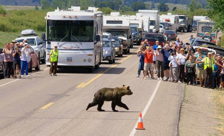 yellowstone bear image: NPS