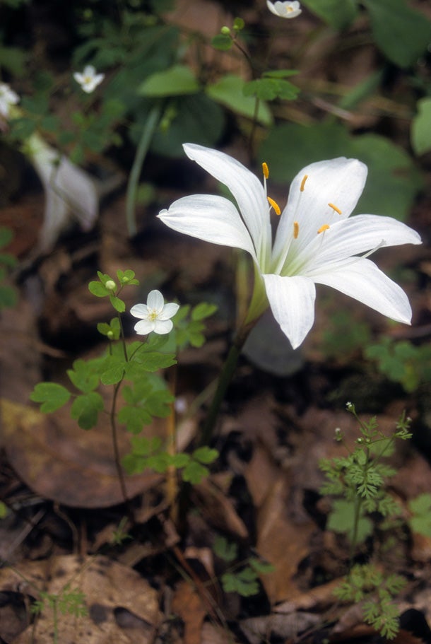 Atamasco Lily (Zephyranthes atamasca) This picturesque wildflower, which grows in the low woods, wet meadows, and swamps of the Southeast may not look threatening, but the alkaloid…