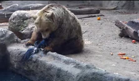 Bear Saves Crow image: YouTube