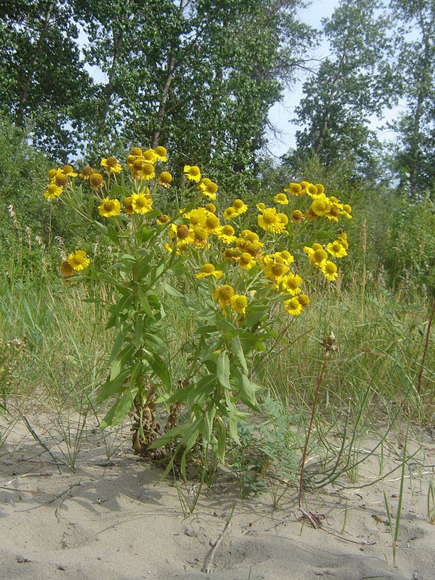 Common Sneezeweed (Helenium autumnale) You won't sneeze from smelling this yellowish-orange, daisy-like flower. However, you will end up with serious symptoms by eating a large quantity of…