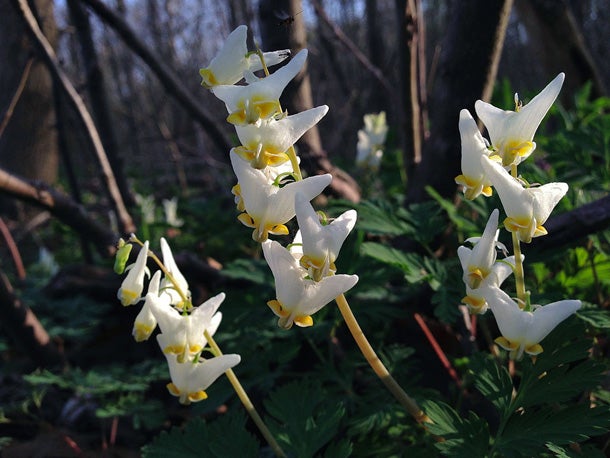 Dutchman's Breeches (Dicentra cucullaria) Hikers in the Pacific Northwest, Midwest, and Eastern U.S. may spot these wildflowers shaped like upside-down pantaloons while trekking in the woods.…