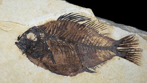 The fossilized plants, mammals, reptiles, insects and fish of Fossil Butte are perhaps the most well-preserved examples of their kind.  After slowly…