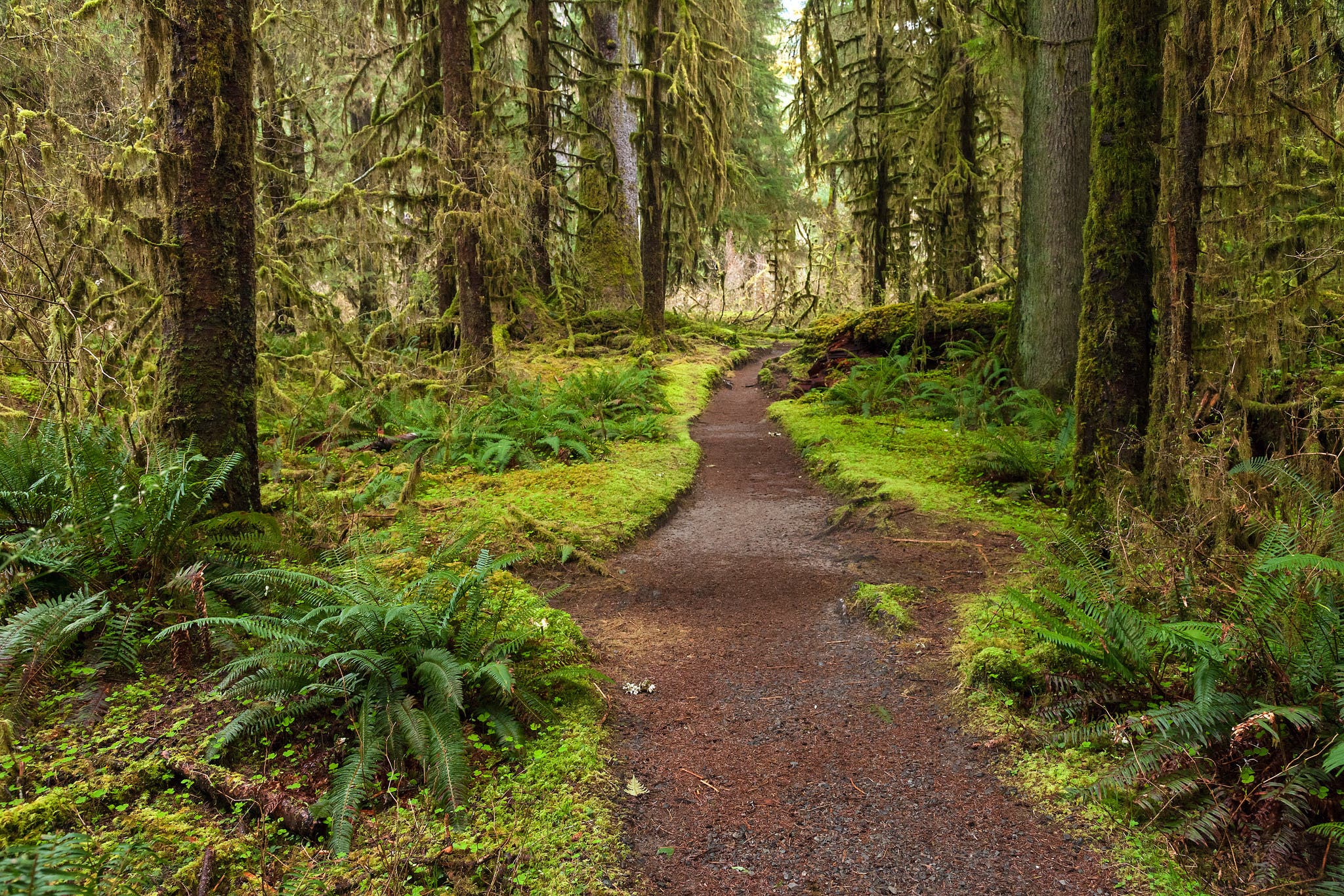 Hoh River Trail to Five Mile Island, Olympic National Park, WA Walk along the surreal milky-white Hoh River through a glowing green coastal rainforest on this 10.6 mile round-trip hike. The reward: prime viewing…