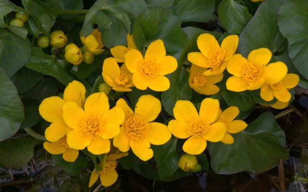 Marsh Marigold (Caltha palustris) In early spring, the young greens of this bright yellow perennial are edible when cooked. However, steer clear of them the rest of the year. When…