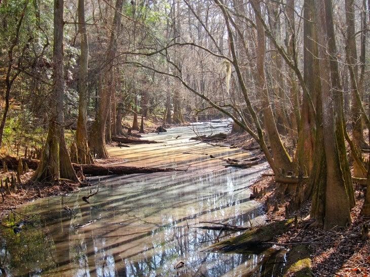 Oakridge Trail, Congaree National Park, SC It's easy to imagine wood-elves and tree-trolls inhabiting this primeval woodland. Be careful of neck strain as you wander through gigantic trees on…