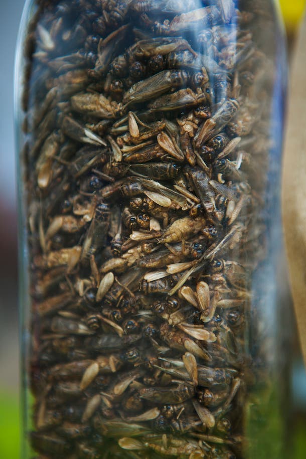 ORSM14_Kim_crickets image: Kimberly Greenhut