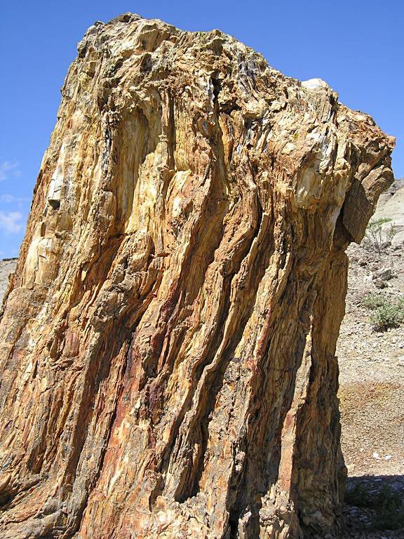 Theodore Roosevelt National Park, ND As far as plant fossils go, petrified trees pretty much take the cake. For some of the best petrified wood the world has to offer, look no further…