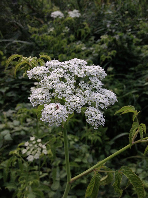 Water Hemlock (Cicuta maculata) Looks can be deceiving when it comes to this poisonous plant. Although its tuberous roots resemble those of wild parsnip, celery, and artichoke, they…