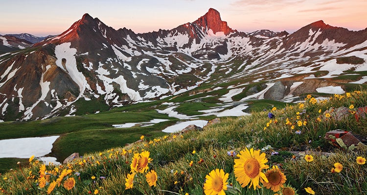 "Wetterhorn Sunflowers image by Jack Brauer"