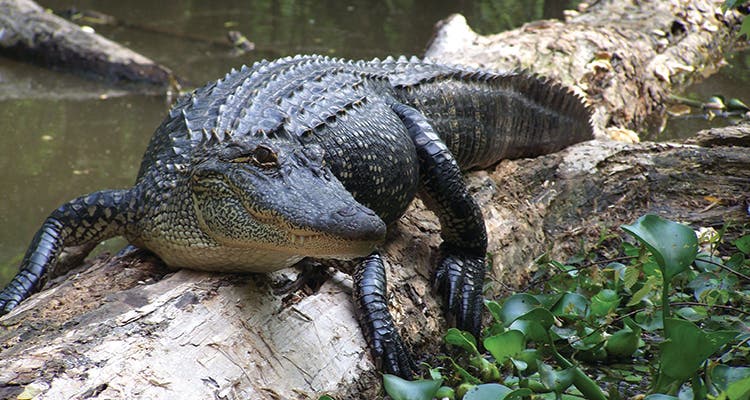 Alligator on log image of an alligator on a log by Greg Guirard