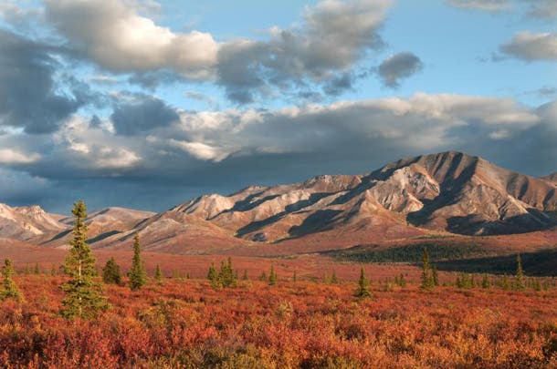 Denali gets an early jump on fall color, so check out these flaming dwarf birch bushes framing the Alaska Range. Hike any number of trails in Denali…