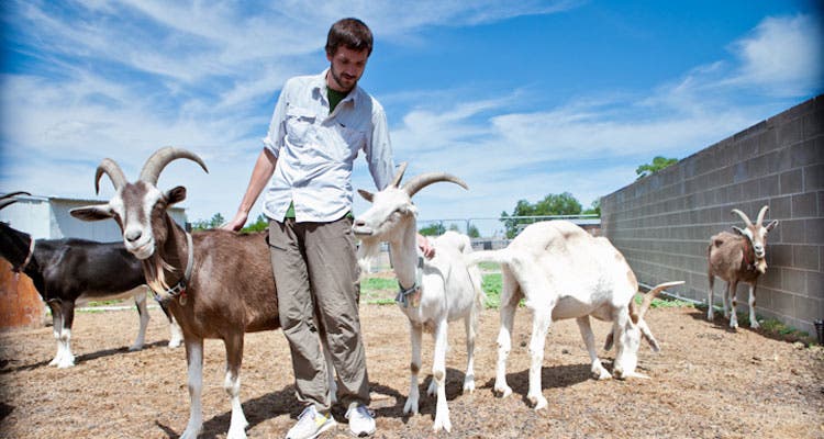 "goatpacking beasts of burden"