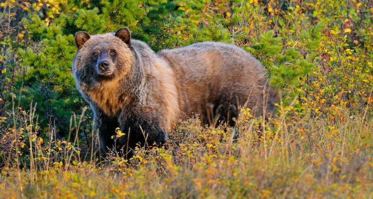 image of a grizzly bear Photo by Tom & Pat Leeson