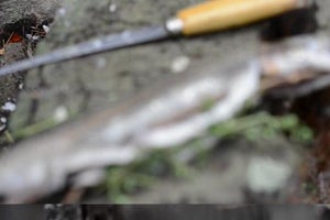 Make Lemon Herb Trout
