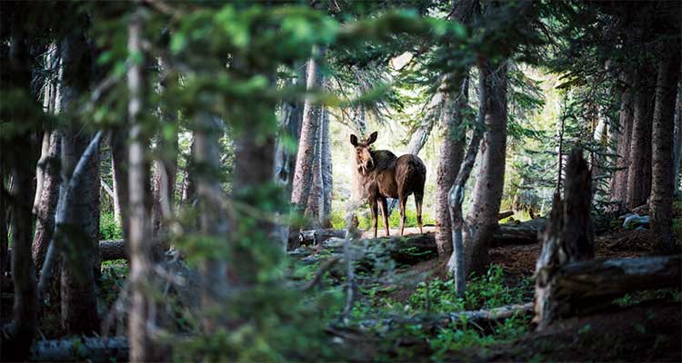 image a moose in colorado by andrew bydlon