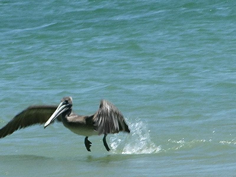 Pelican None