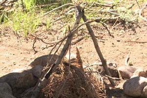 Survival School: Start a Fire With One Match