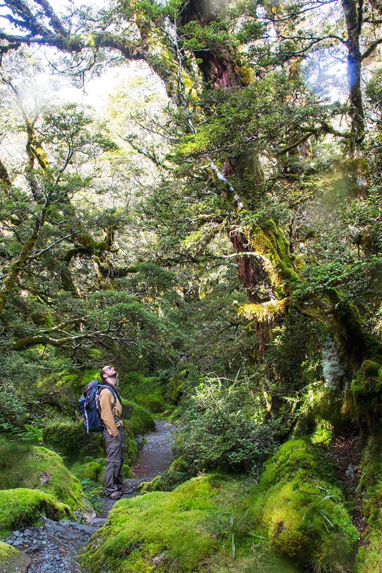 Enchanted forest You'll return to a mossy wonderland as you descend toward Lake Mackenzie at the end of day two. (Rachel Zurer)