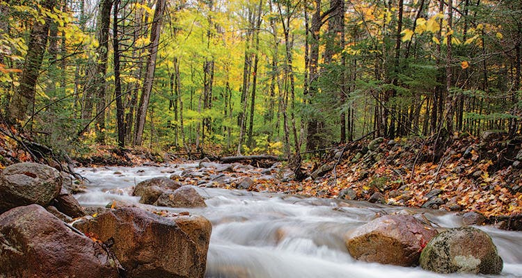 Fall colors decorate Hellgate Brook off the Franconia Brook Trail (Erin Paul Donovan)