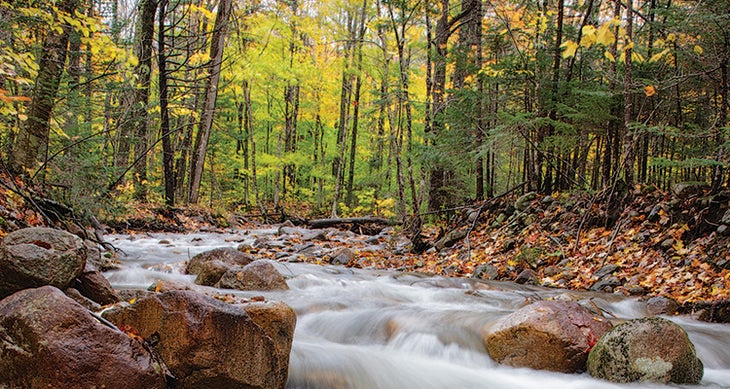 Franconia Brook Trail Fall colors decorate Hellgate Brook off the Franconia Brook Trail (Erin Paul Donovan)