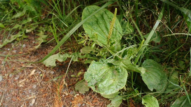 Make Salve With Garden Weeds You can eat the leaves or the stalk (like corn on the cob).