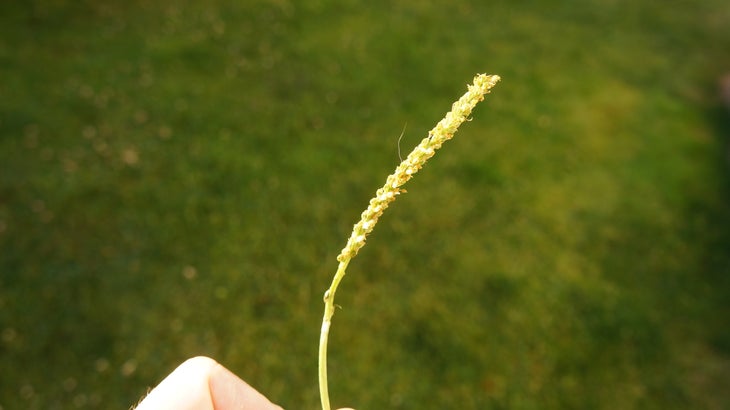 Make Salve With Garden Weeds 3.Once identified, gather a few handfuls of the stuff. Try and choose the greenest, most succulent leaves.