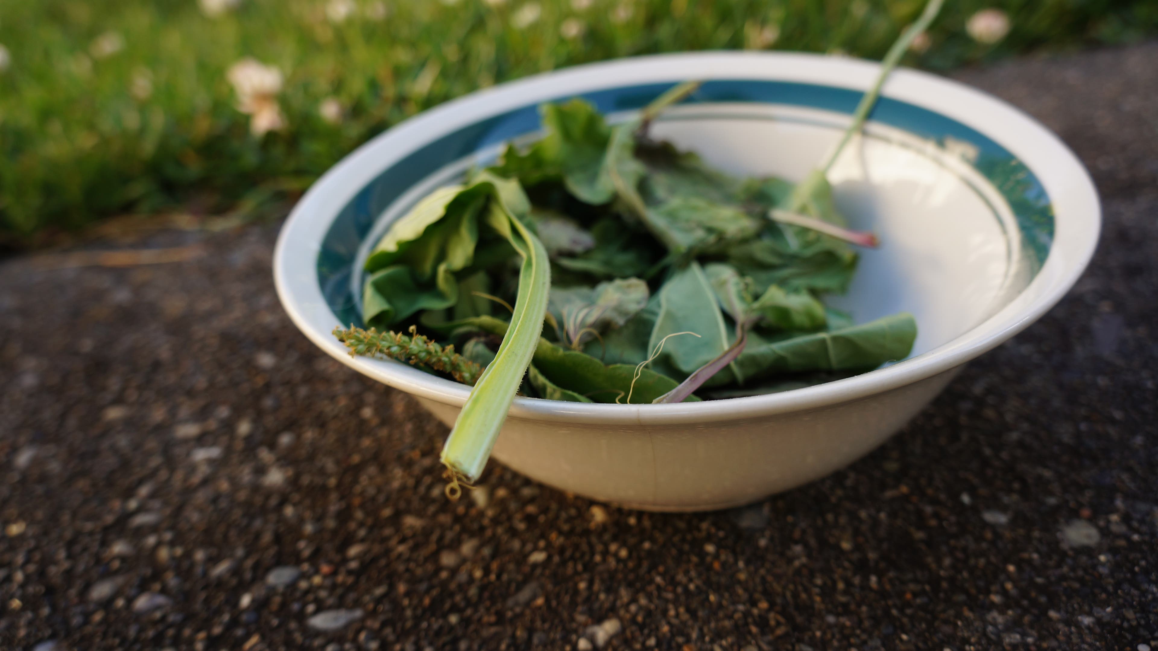Make Salve With Garden Weeds Rinse with warm water.