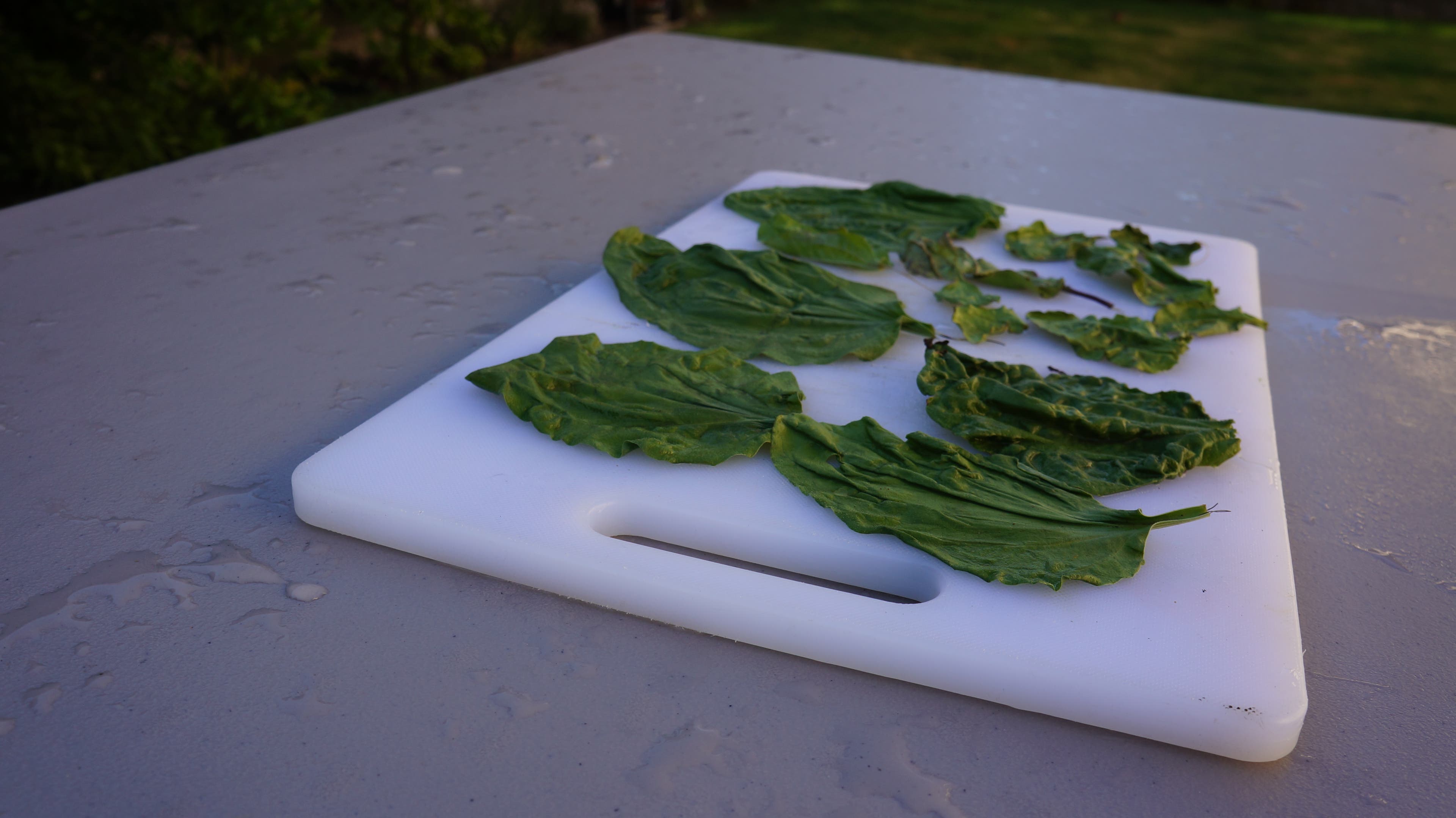 Finely chop the leaves into bits.
