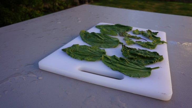 Make Salve With Garden Weeds Finely chop the leaves into bits.
