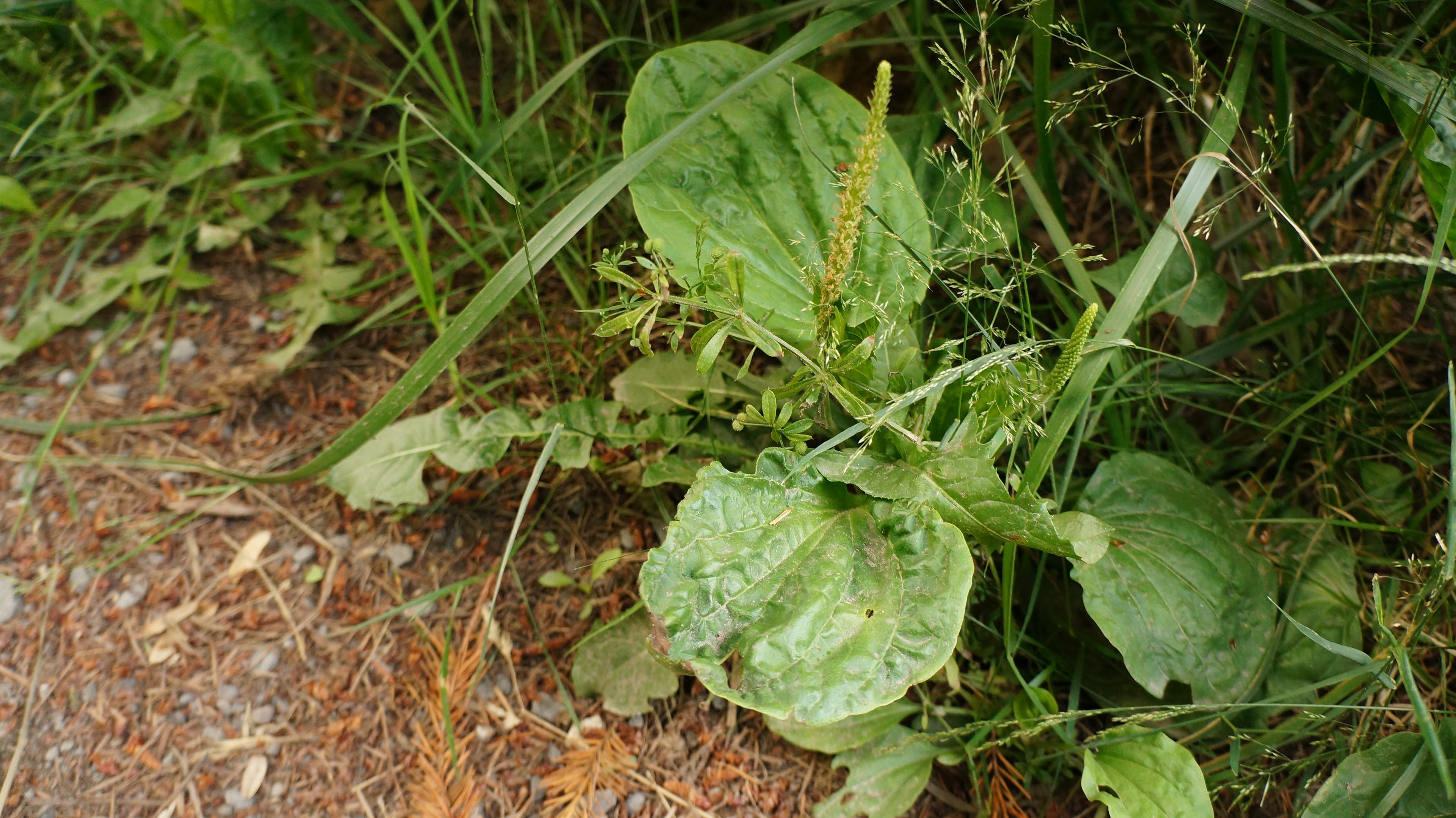 Look for plantain in yards or especially near sidewalk edges.  Caution: Make sure you pick from an area free from pesticides or road chemicals. Look…