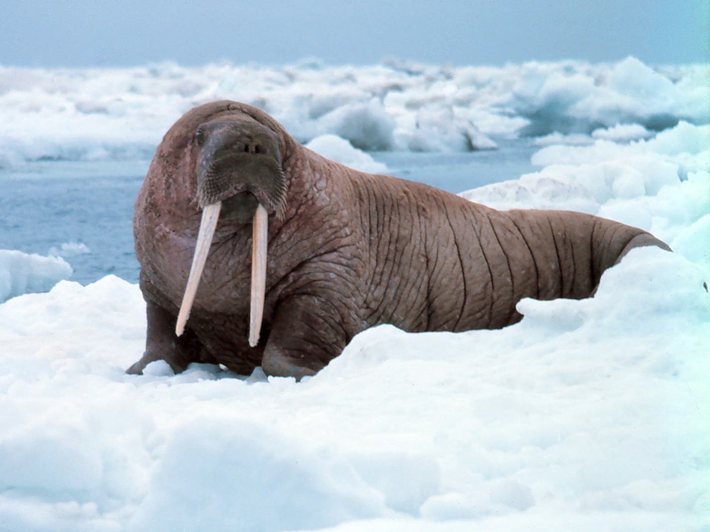 NOAA_Walrus walrus