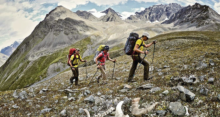 "remains of a dall sheep on Wrangell platau Alaska image by Hagephoto"