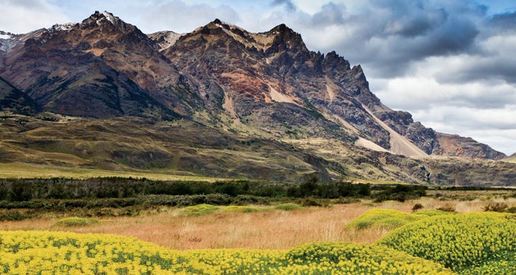 Blooming neneo neneo flowers in chile (Photo by Linde Waidhofer)