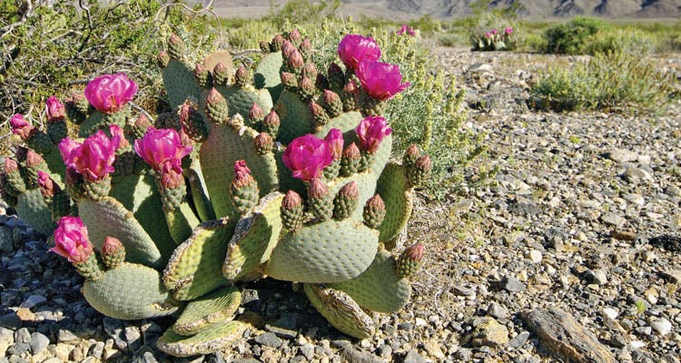 Beavertail cactuses bloom in March and April.